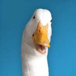 82651-AflacDuck_headshot