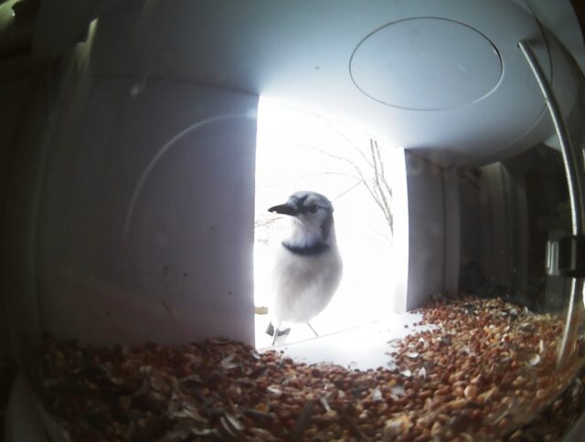 Blue Jay in Birdfeeder